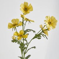 Cosmos Spray 85cm Yellow