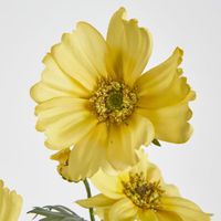 Cosmos Spray 85cm Yellow