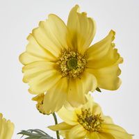 Yellow Mexican Aster