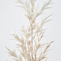 Light Pink Podocarpus grass Spray
