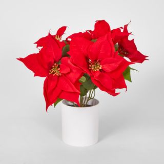 Red Potted Poinsettia Bush