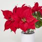 Red Potted Poinsettia Bush