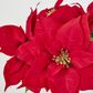 Red Potted Poinsettia Bush