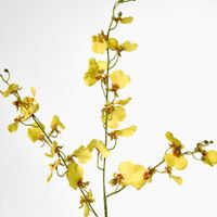 Lilly Dancing Orchid 98cm Yellow