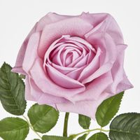 Walter Real Touch Rose Stem Lavender
61cm