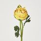 Ranunculus & Bud