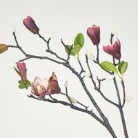 Magnolia Bud Branch