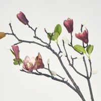 Magnolia Bud Branch