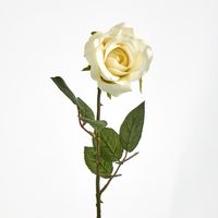 Long Stem Rose Cream