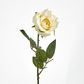 Long Stem Rose Cream