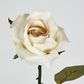 Long Stem Rose Cream