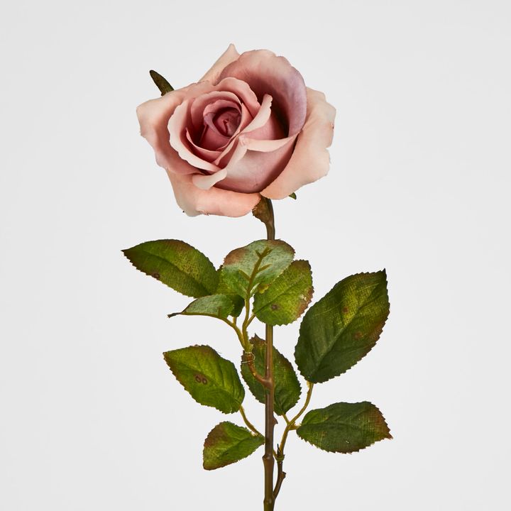 Long Stem Dusty Pastel Pink Rose