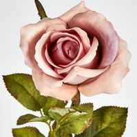 Long Stem Dusty Pastel Pink Rose