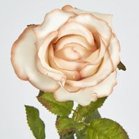 Long Stem Rose Latte