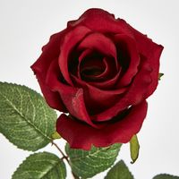 Long Stem Rose Red