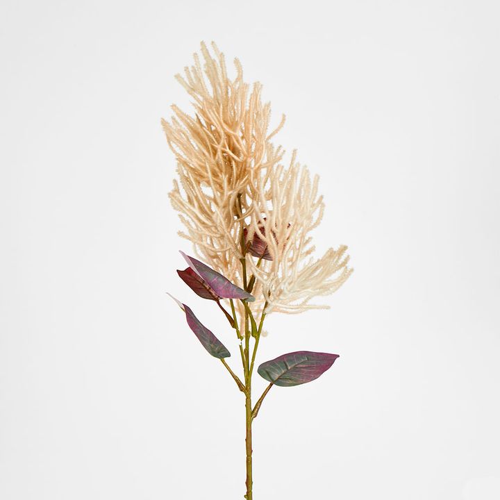 Beige Smoke Bush