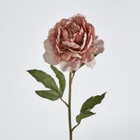 Dusty Pink Peony