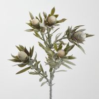 Protea Spray Dark Green Leaves 77CM Cream