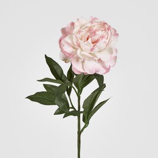 Single Peony with 4 Leaves Soft Pink 66CM