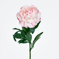 Single Peony with 4 Leaves Soft Pink 66CM