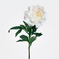 Single Peony with 4 Leaves White Pink 66CM