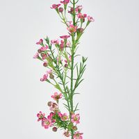 Wax Flower Dark Pink 64CM