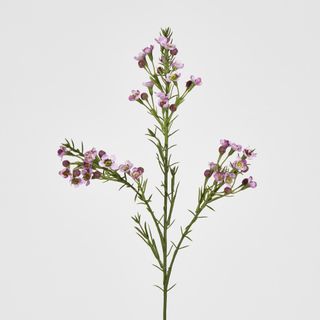 Wax Flower Lilac 64CM