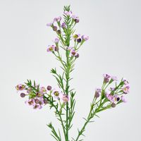 Wax Flower Lilac 64CM