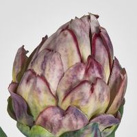 Single Artichoke Stem Burgundy 58CM