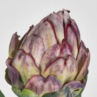 Single Artichoke Stem Burgundy 58CM