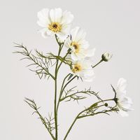 Cosmos Spray 64CM White