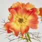 Cosmos Spray 64CM Orange