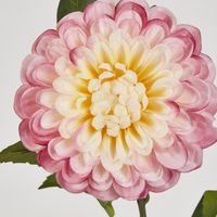 Single Ball Dahlia 74CM Yellow Pink