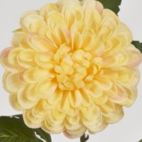 Single Ball Dahlia 74CM Yellow