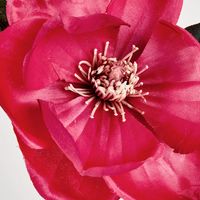 Magnolia Spray 84cm Pink