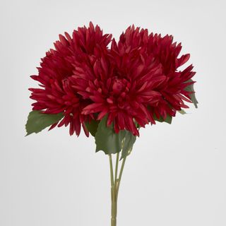 Burgundy Red Mum Bush x 5 46cm