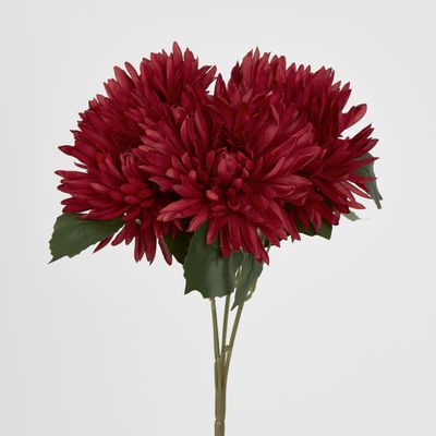 Burgundy Red Mum Bush x 5 46cm