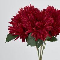 Burgundy Red Mum Bush x 5 46cm