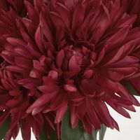 Burgundy Red Mum Bush x 5 46cm