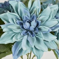 Blue Dahlia Bush x 5