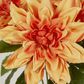 Orange Dahlia Bush x 5