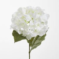 White Domed Hydrangea