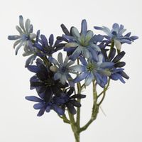 Sea Aster Blue