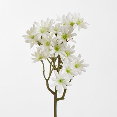 White Sea Aster