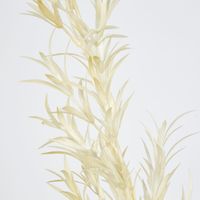 Beige Podocarpus grass Spray