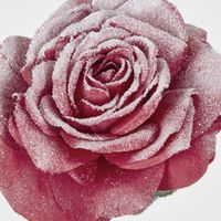 Snow Covered Red Christmas Madonna Rose with 2 Leaves