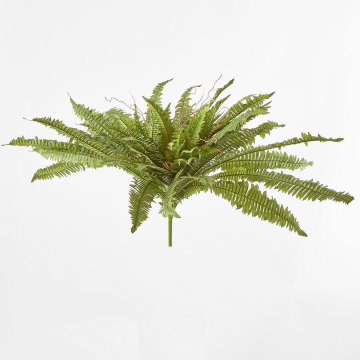 Boston Fern Bush x 5 67Lvs