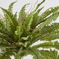 Boston Fern Bush x 5 67Lvs