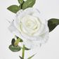 White Rose with Bud