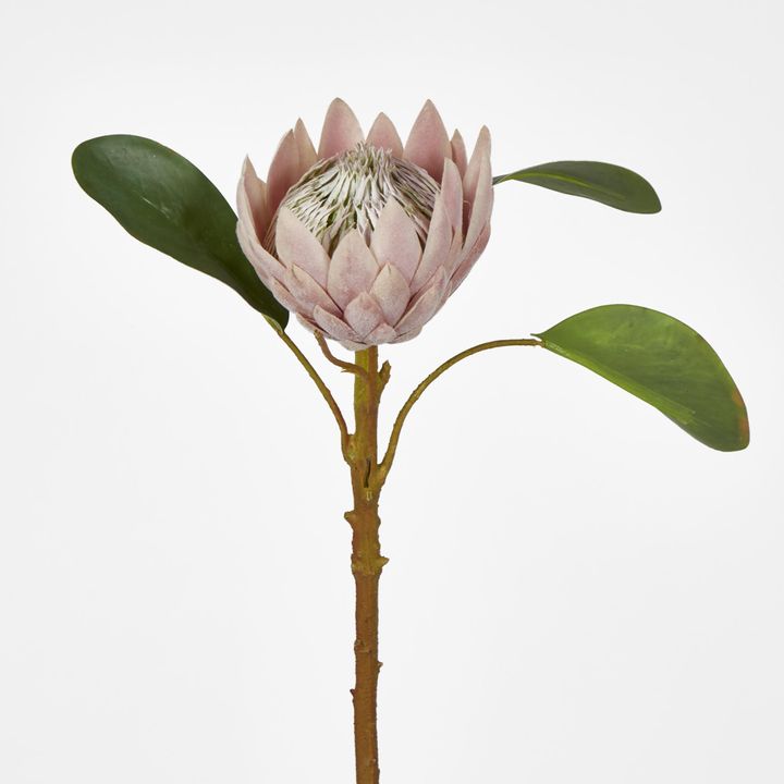 Dusty Light Pink Protea